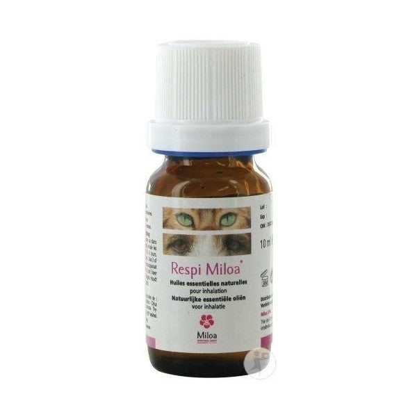 Respi Miloa chat, chien
