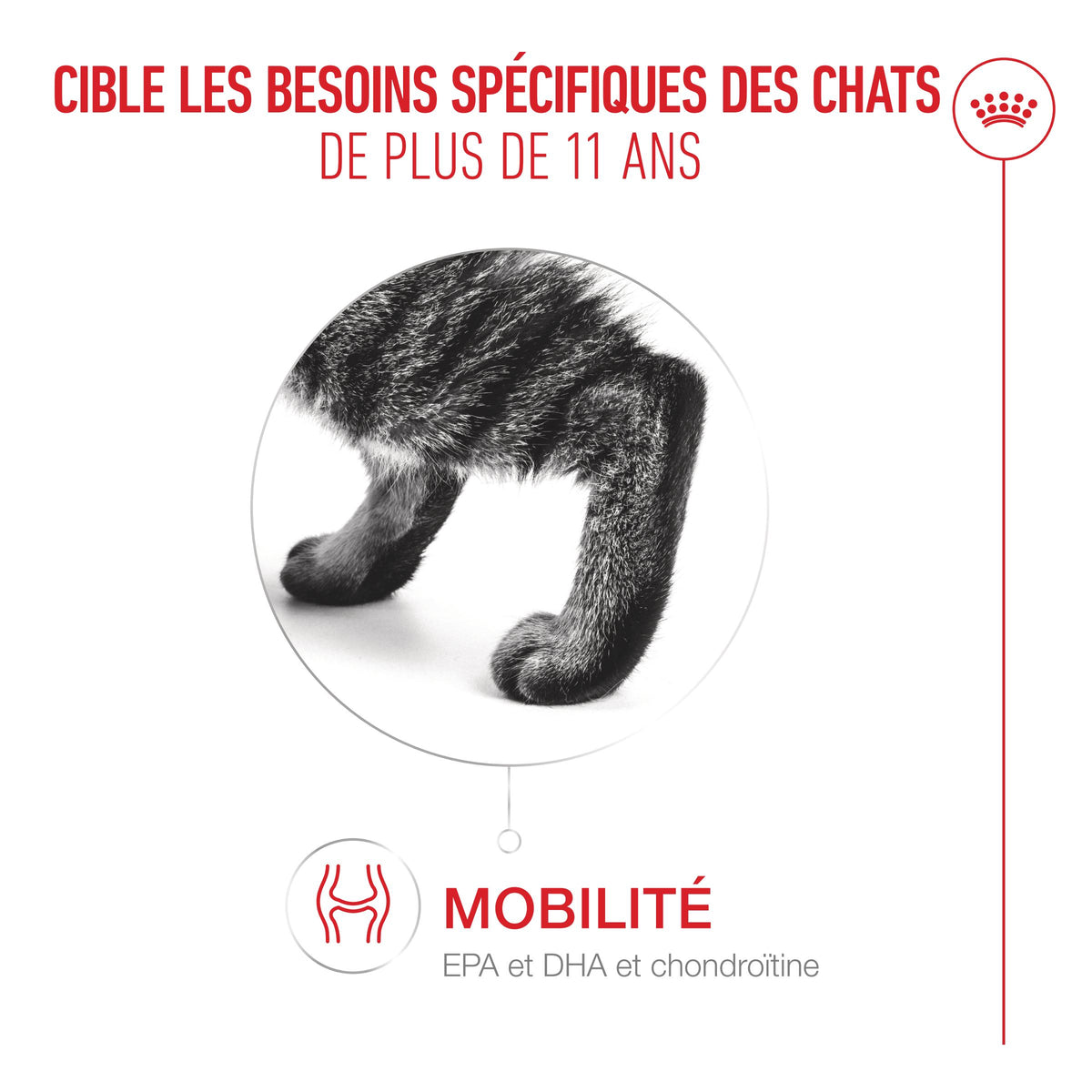 Royal Canin Ageing 11+ - pâtée chat