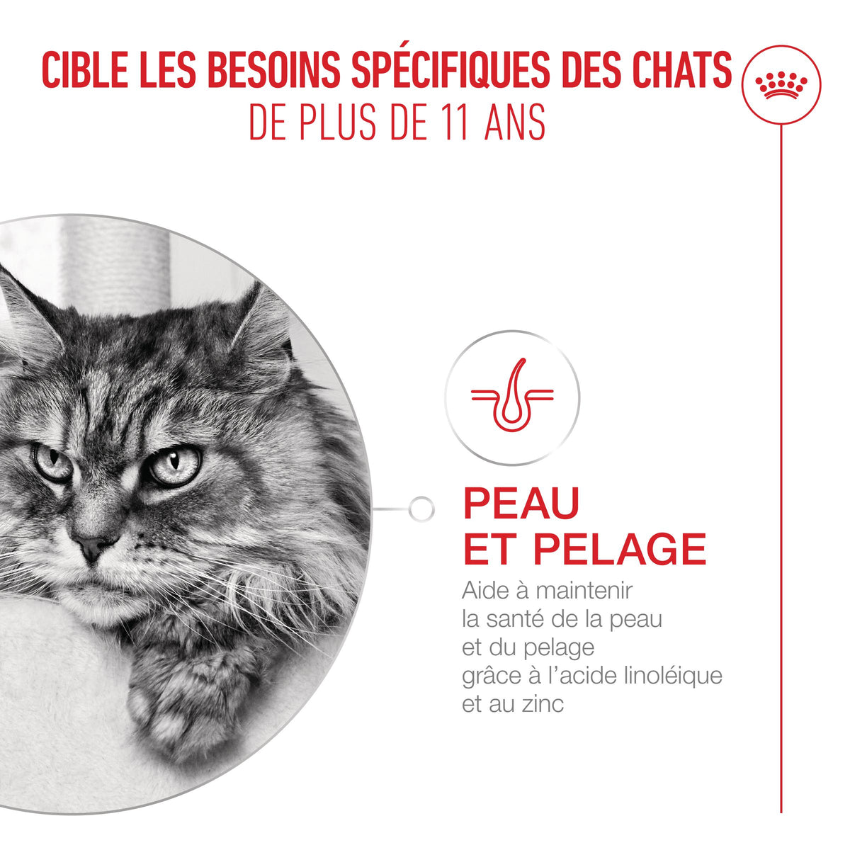 Royal Canin Ageing 11+ - pâtée chat