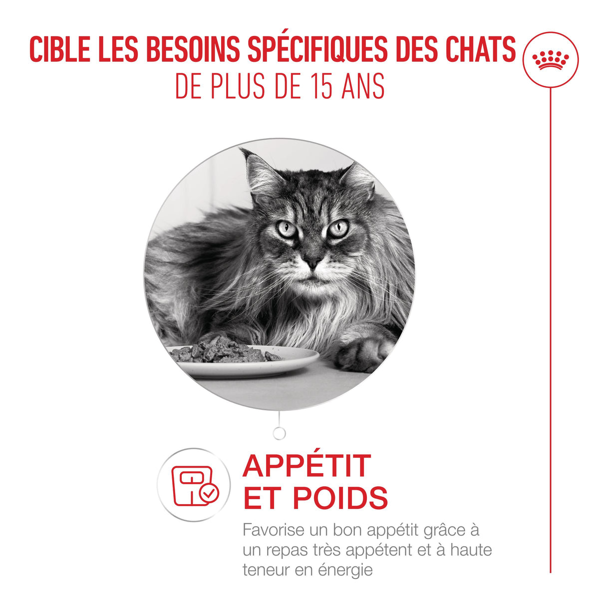 Royal Canin Ageing 15+ - pâtée chat
