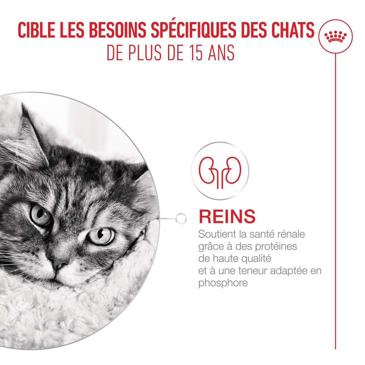 Royal Canin Ageing 15+ - pâtée chat