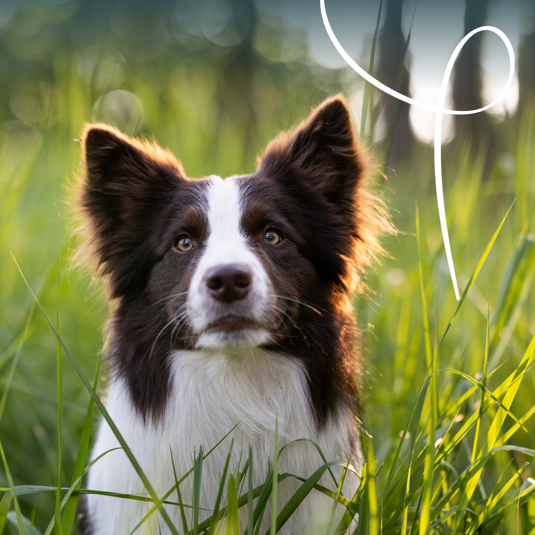 Yarrah multi-pack bio - pâtée chien