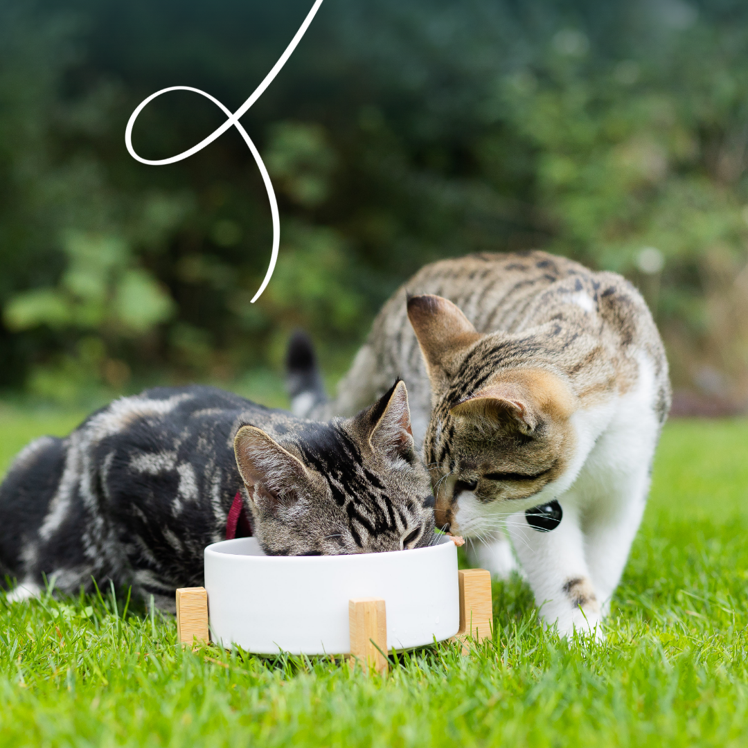 Yarrah multi-pack bio - pâtée chat