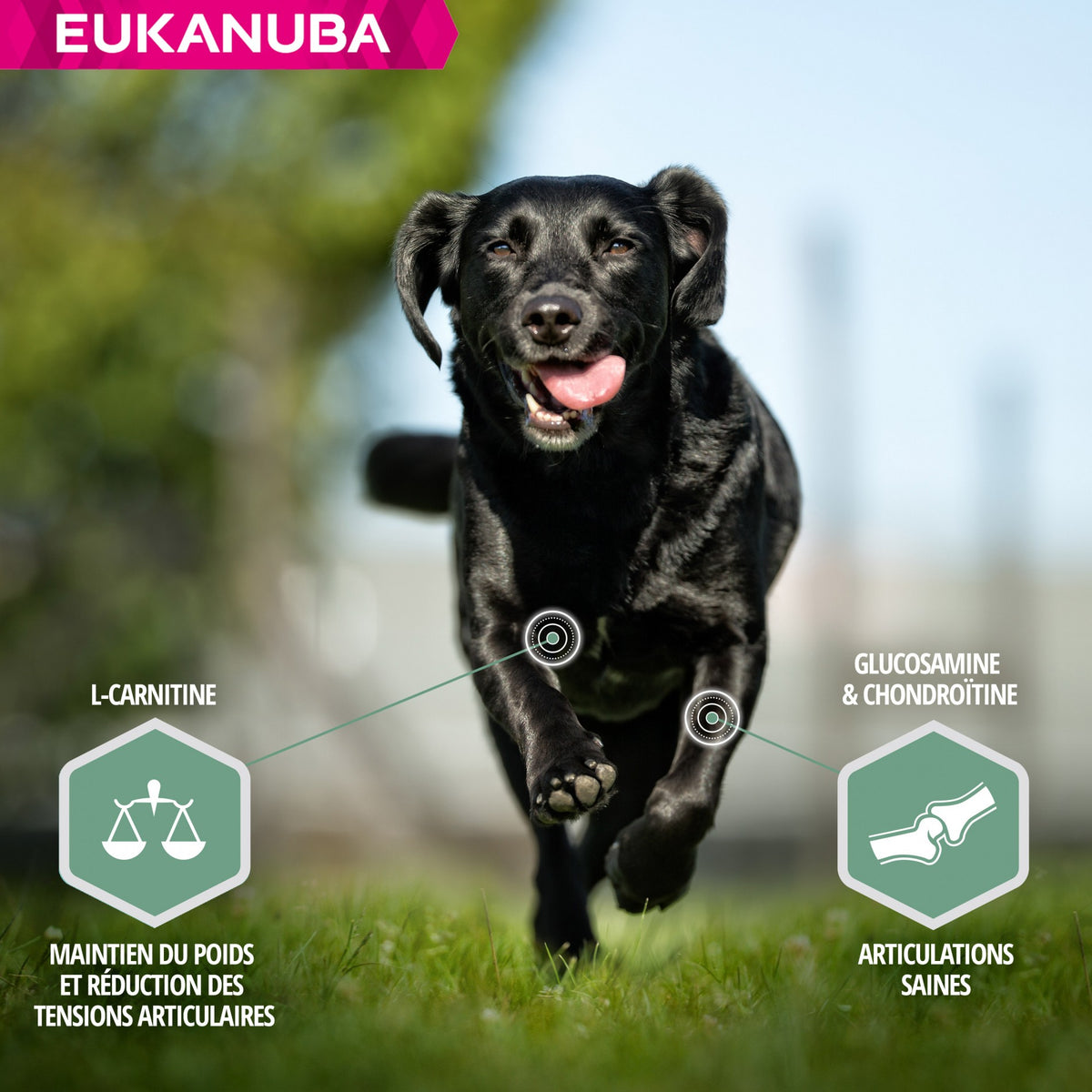 Eukanuba Daily Care Sensitive Joints - croquettes chien