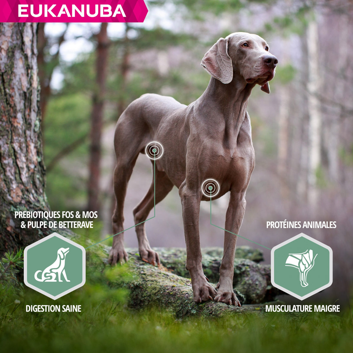 Eukanuba Daily Care Sensitive Joints - croquettes chien