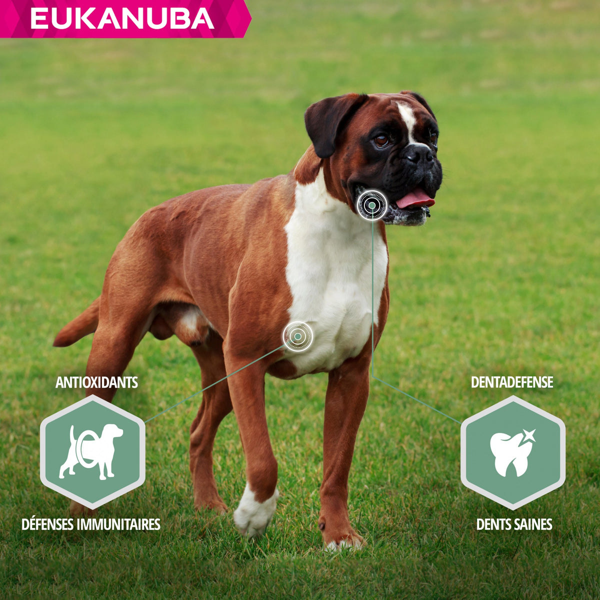 Eukanuba Daily Care Sensitive Joints - croquettes chien