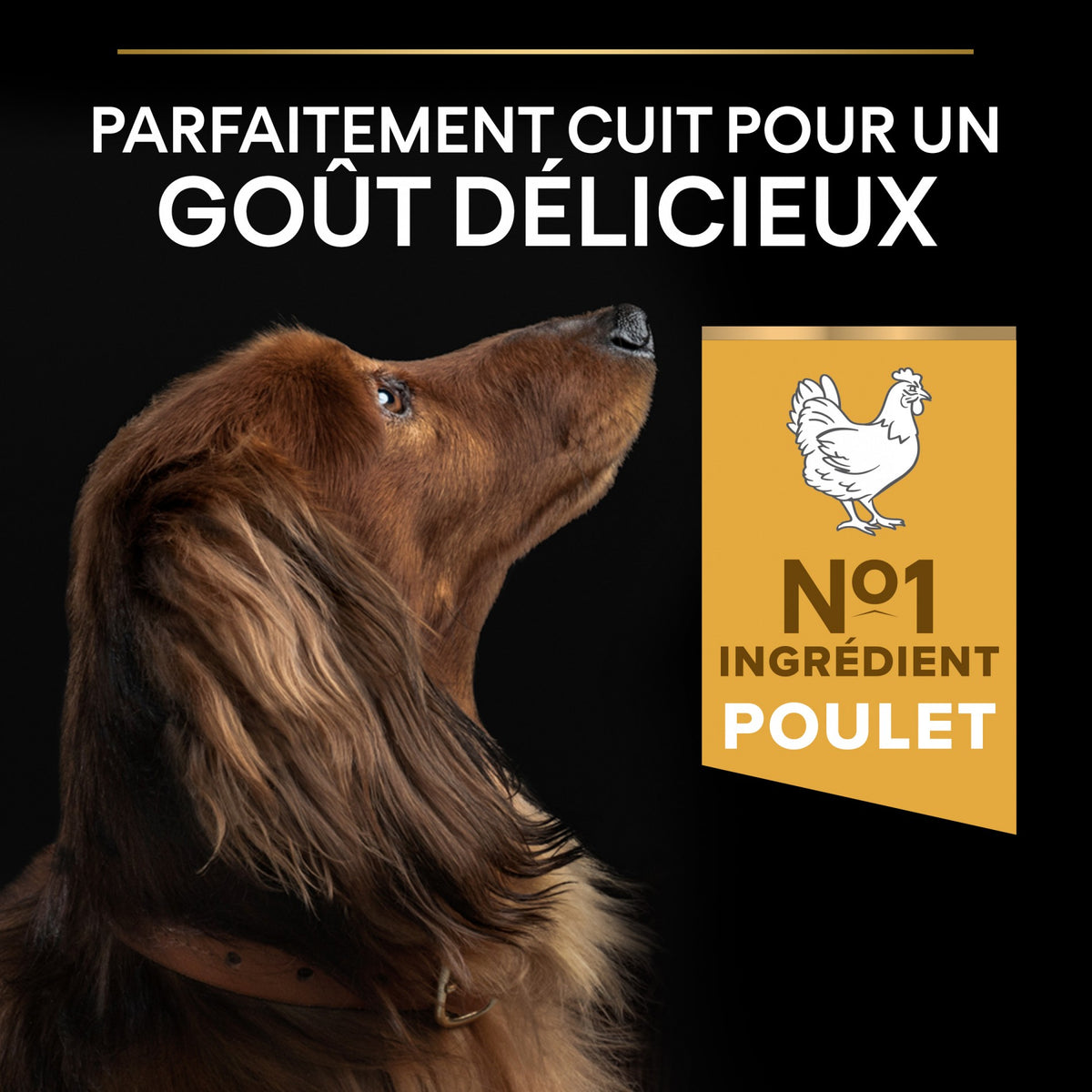 Pro Plan Everyday Nutrition Small &amp; Mini Adult au poulet - croquettes chien