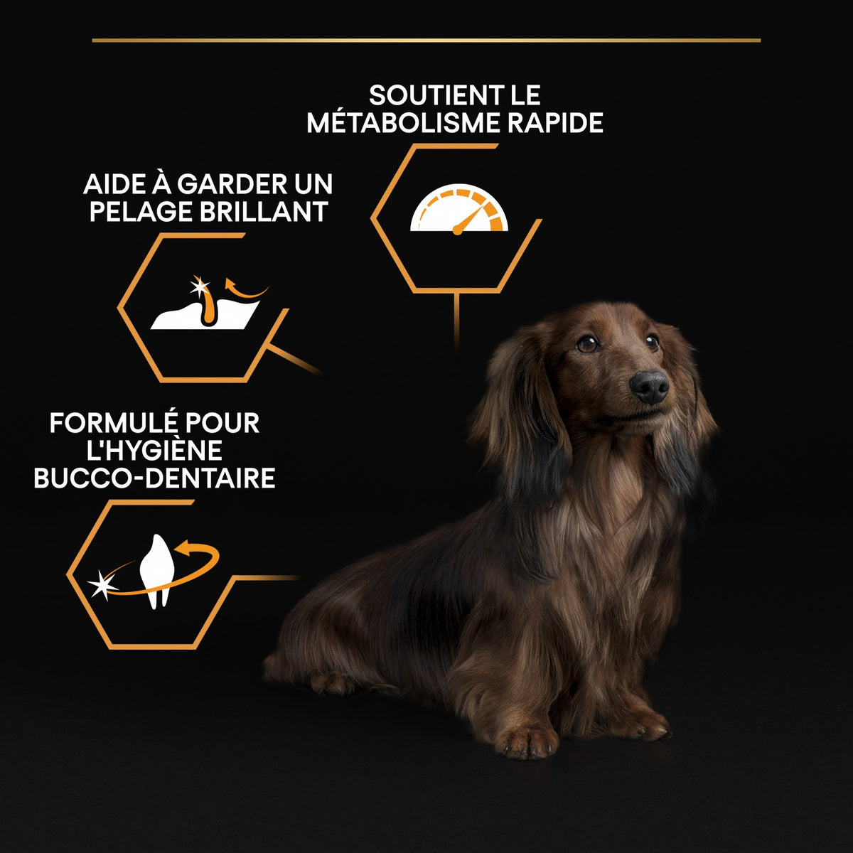 Pro Plan Everyday Nutrition Small &amp; Mini Adult au poulet - croquettes chien