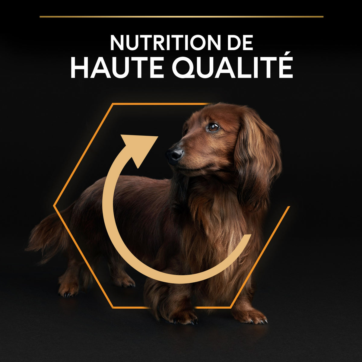 Pro Plan Everyday Nutrition Small &amp; Mini Adult au poulet - croquettes chien
