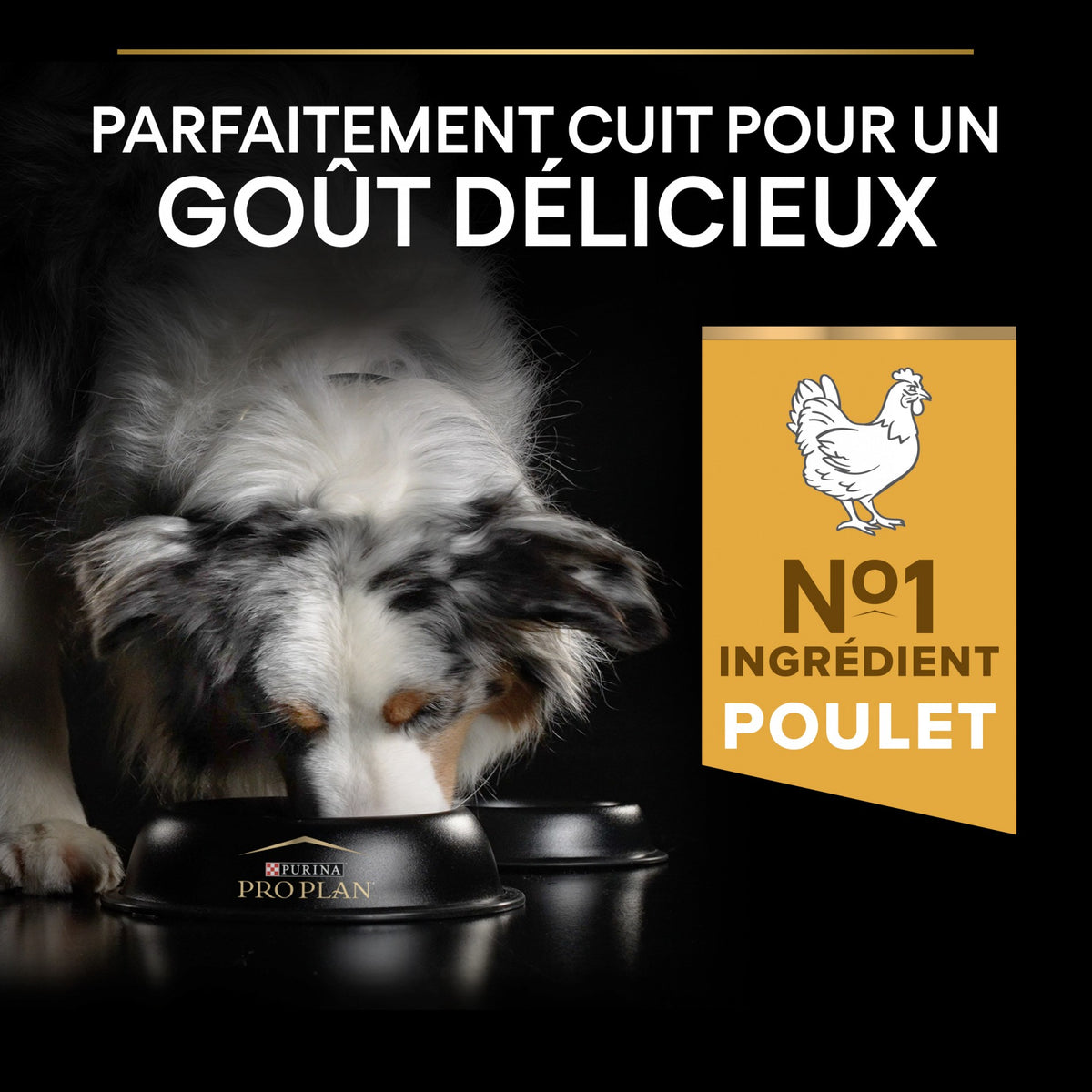 Pro Plan Everyday Nutrition Medium Adult au poulet - croquettes chien