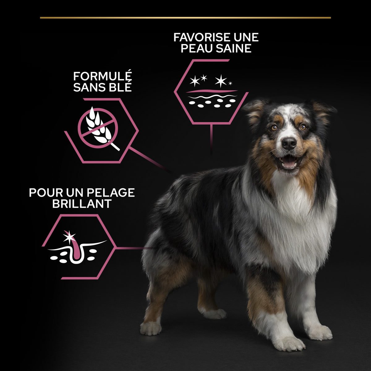 Pro Plan Sensitive Skin Medium Adult au saumon - croquettes chien