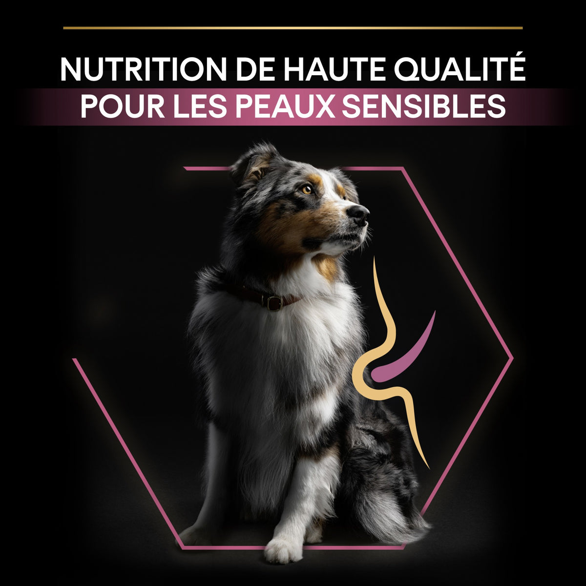 Pro Plan Sensitive Skin Medium Adult au saumon - croquettes chien