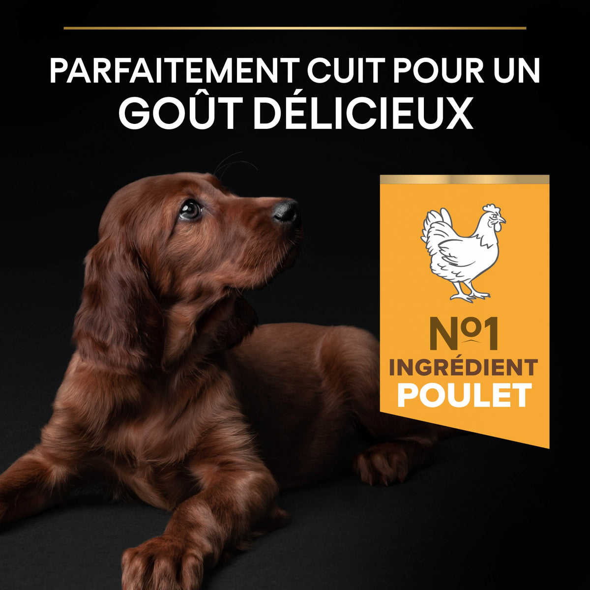 Pro Plan Healthy Start Large Athletic Puppy au poulet - croquettes chiot