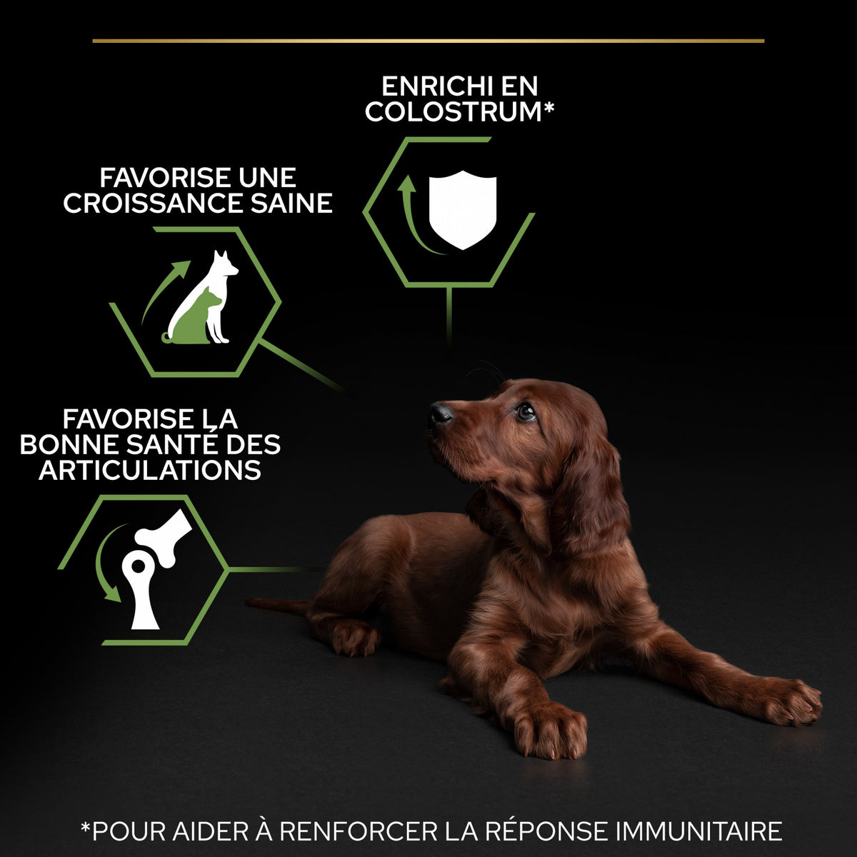 Pro Plan Healthy Start Large Athletic Puppy au poulet - croquettes chiot