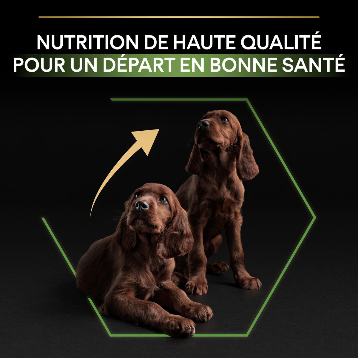 Pro Plan Healthy Start Large Athletic Puppy au poulet - croquettes chiot
