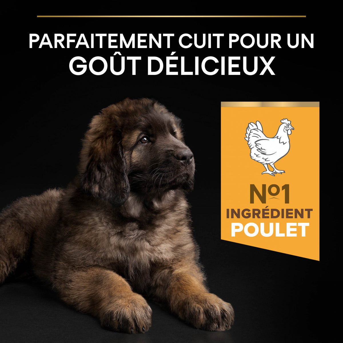 Pro Plan Healthy Start Large Robust Puppy au poulet - croquettes chiot