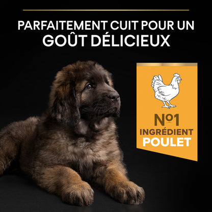 Pro Plan Healthy Start Large Robust Puppy au poulet - croquettes chiot