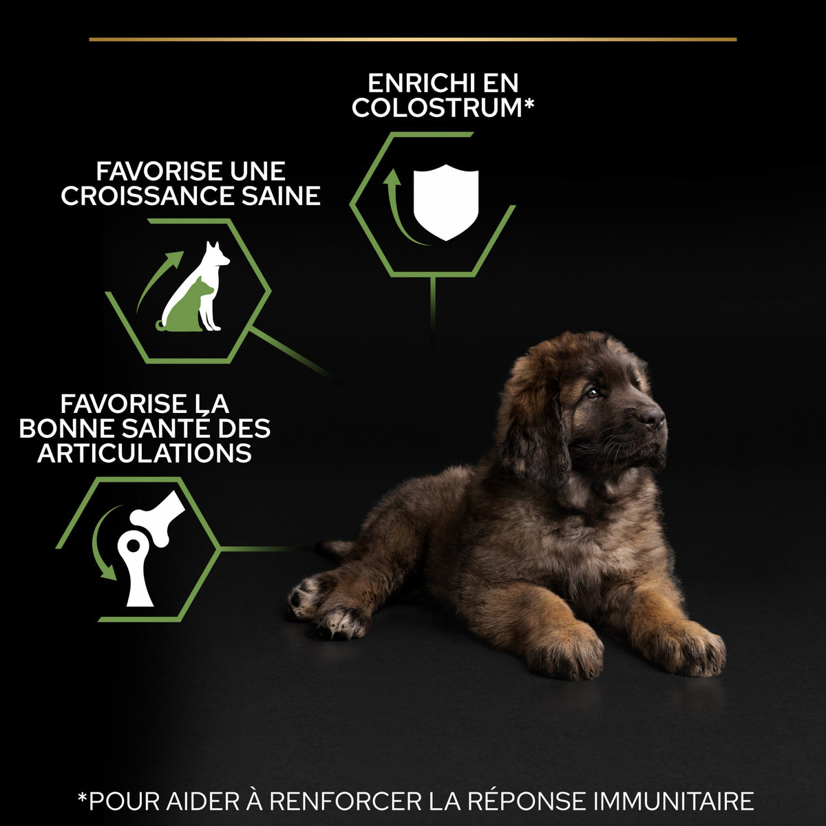 Pro Plan Healthy Start Large Robust Puppy au poulet - croquettes chiot
