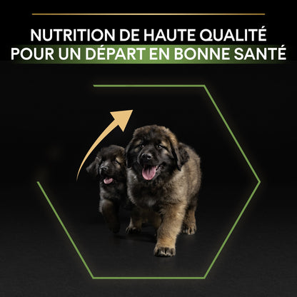 Pro Plan Healthy Start Large Robust Puppy au poulet - croquettes chiot