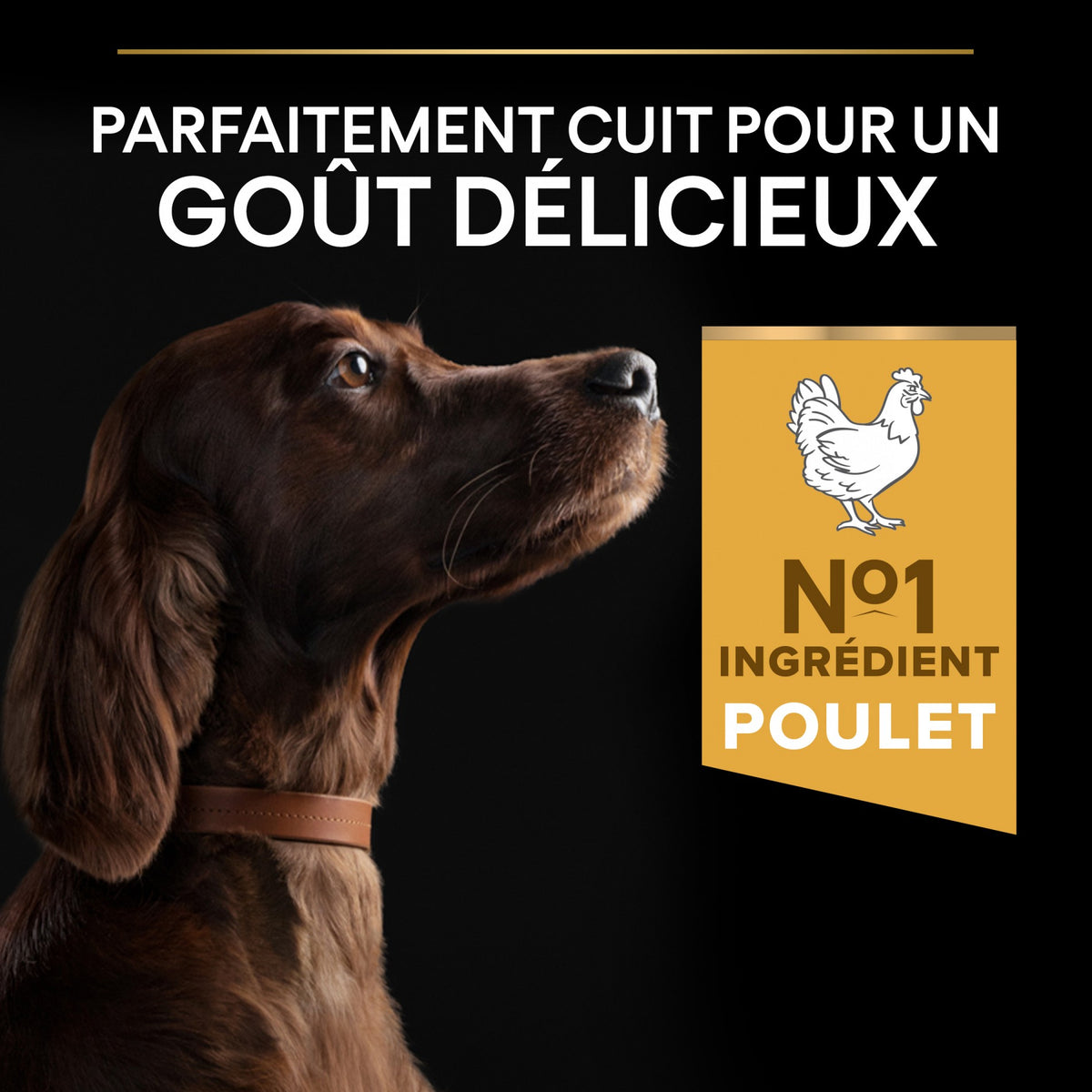 Pro Plan Everyday Nutrition Large Athletic Adult au poulet - croquettes chien