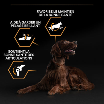 Pro Plan Everyday Nutrition Large Athletic Adult au poulet - croquettes chien