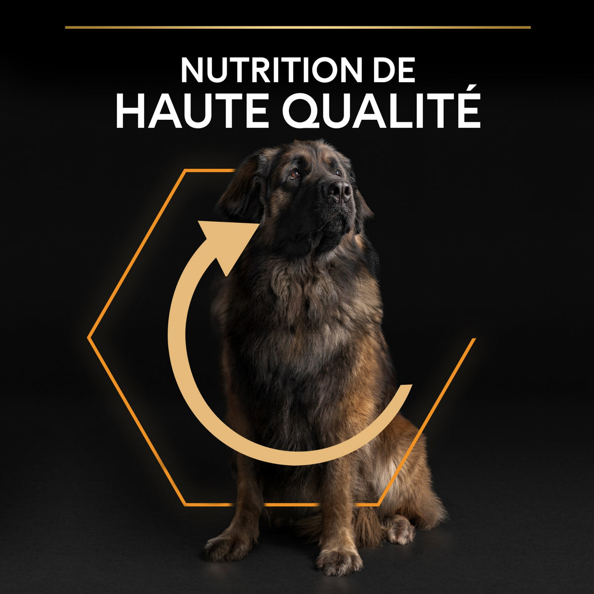 Pro Plan Everyday Nutrition Large Robust Adult au poulet - croquettes chien