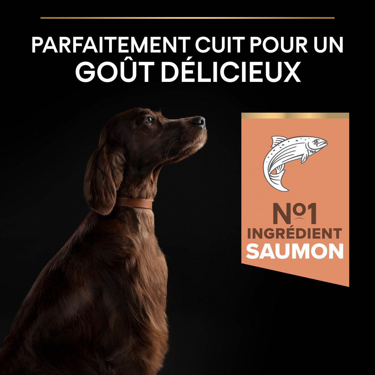 Pro Plan Sensitive Skin Large Athletic Adult au saumon - croquettes chien