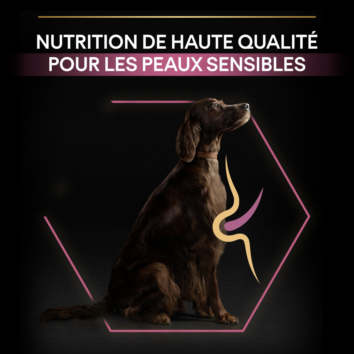 Pro Plan Sensitive Skin Large Athletic Adult au saumon - croquettes chien