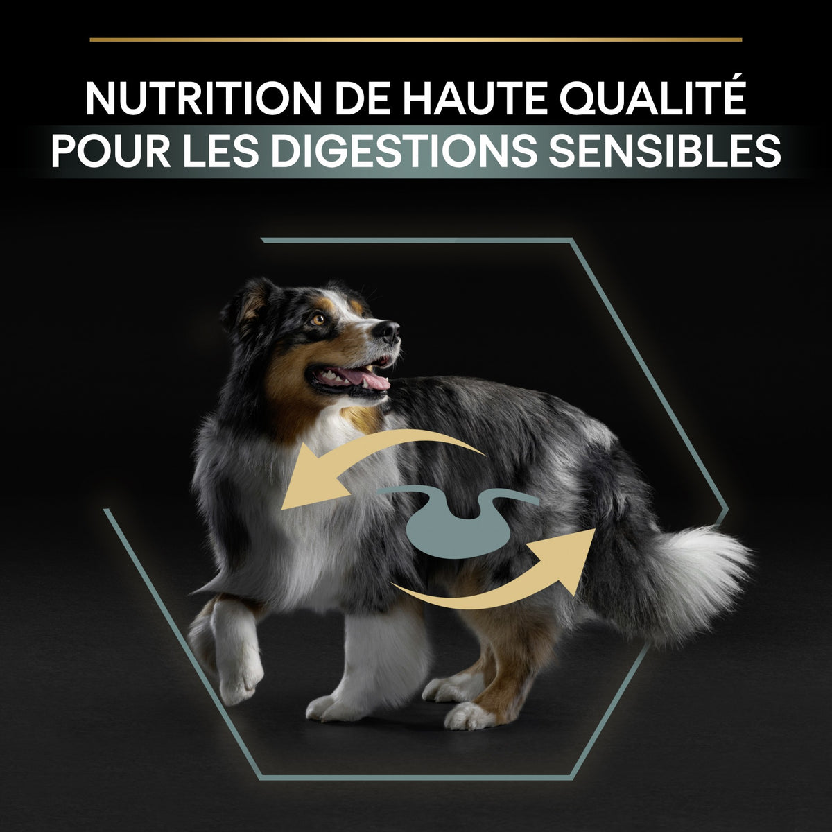 PRO PLAN Sensitive Digestion No Grain Medium &amp; Large Adult à la Dinde - Croquettes pour chien