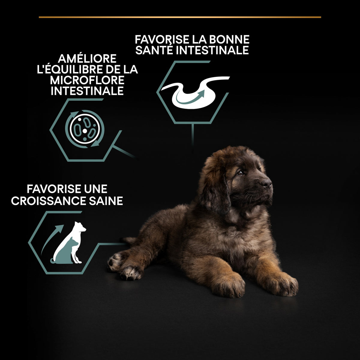 PRO PLAN Sensitive Digestion Large Robust Puppy à la Agneau- Croquettes pour chien