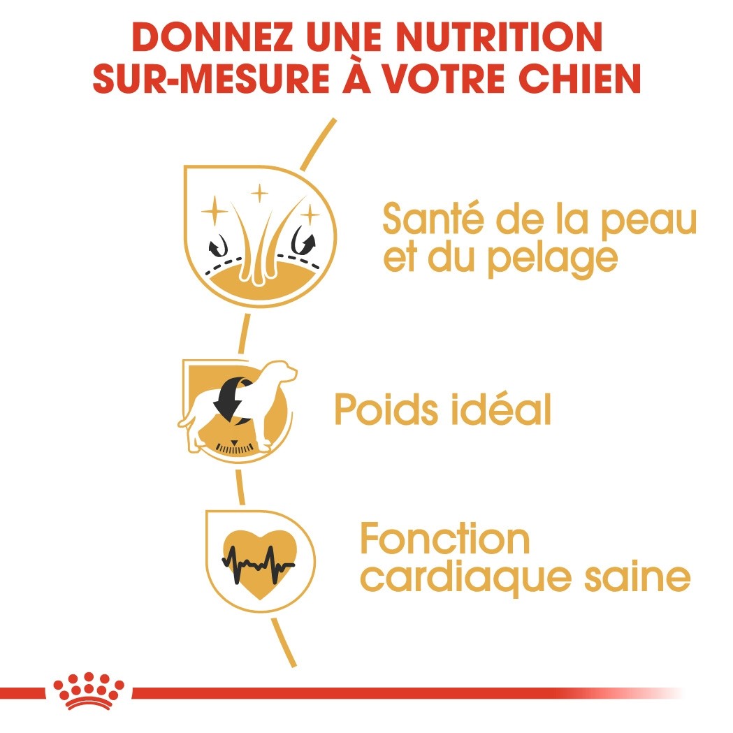 Royal Canin Cocker Adult - croquettes chien