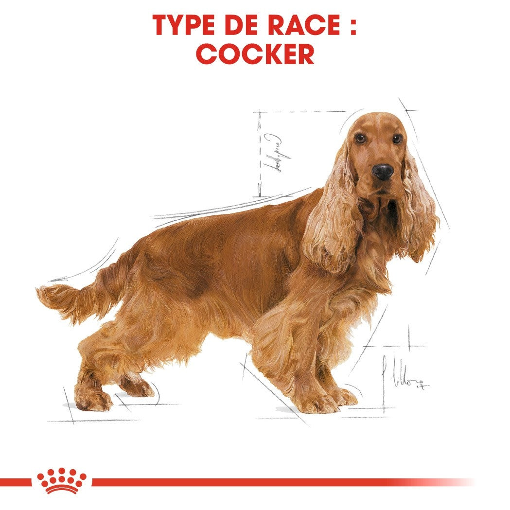 Royal Canin Cocker Adult - croquettes chien