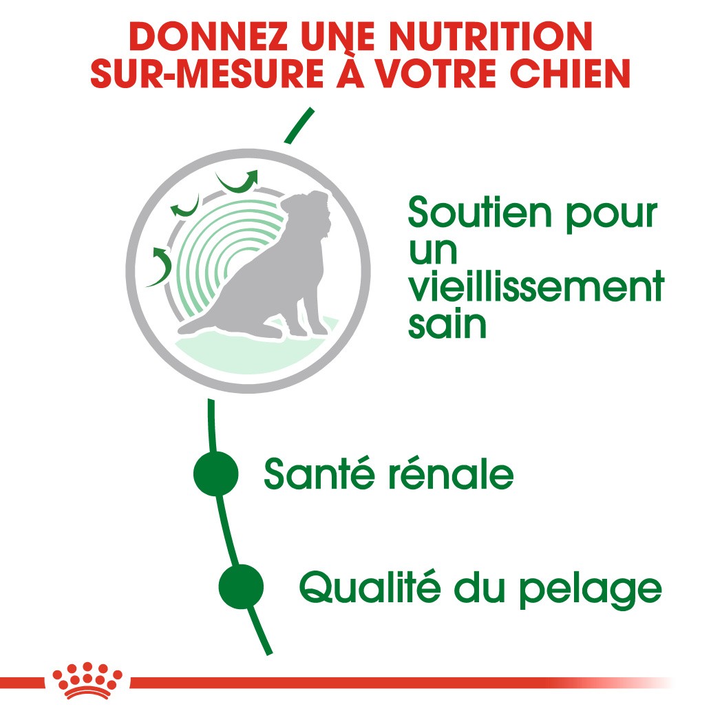 Royal Canin Mini Ageing 12+  - croquettes chien