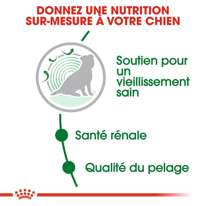 Royal Canin Mini Ageing 12+  - croquettes chien