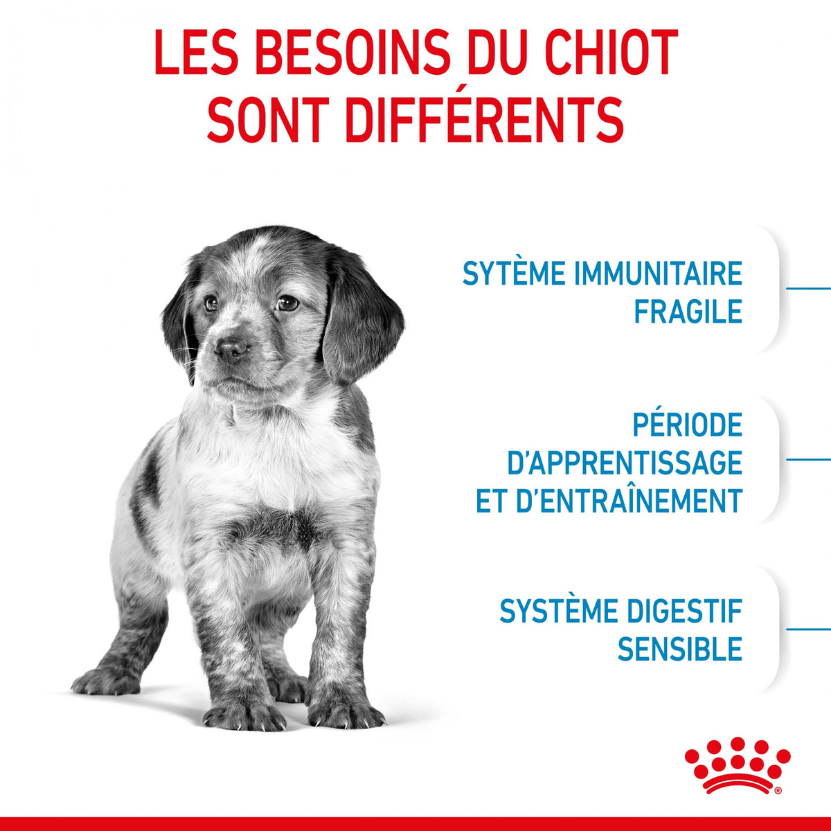 Royal Canin Medium Puppy - croquettes chiot