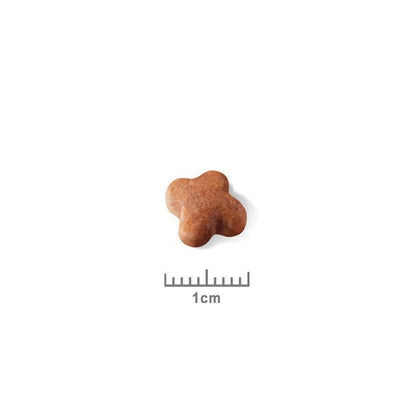 Royal Canin Jack Russell Puppy - croquettes chiot