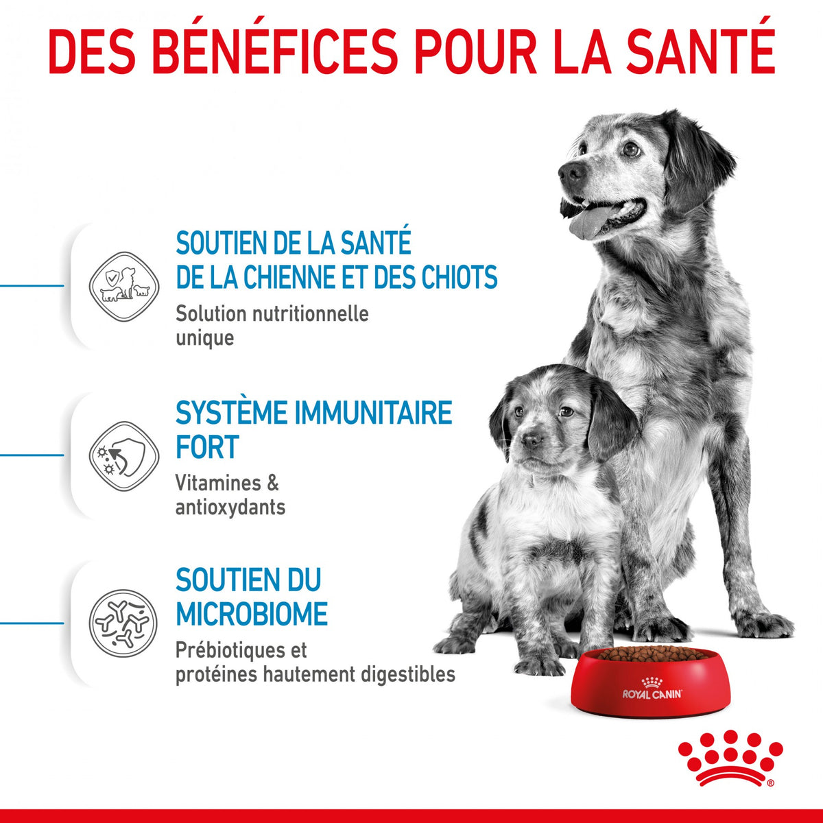 Royal Canin Medium Starter - croquettes chiot, chienne