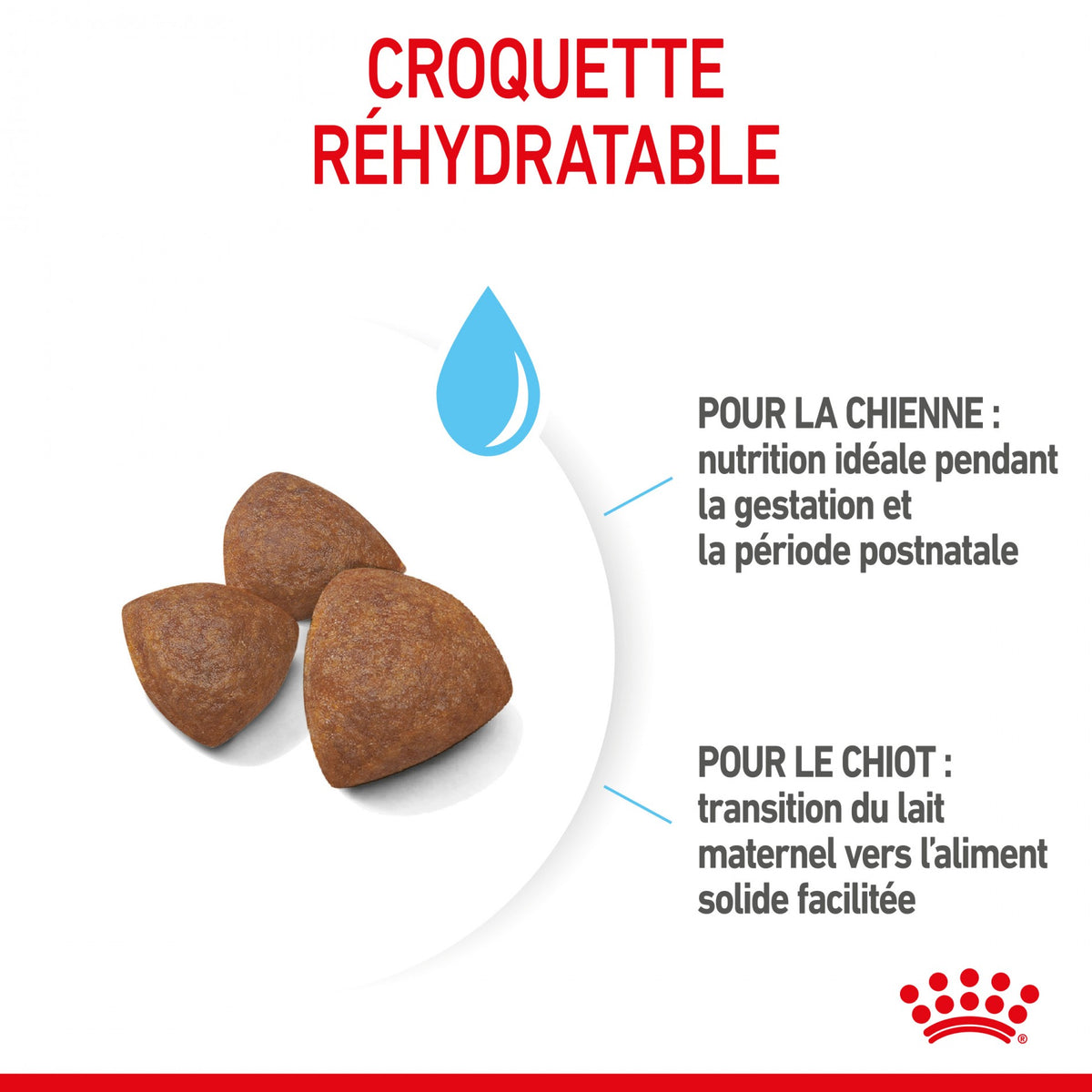 Royal Canin Medium Starter - croquettes chiot, chienne