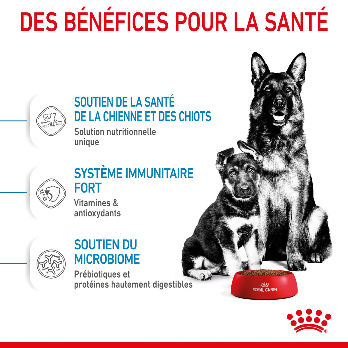 ROYAL CANIN Starter Maxi Mother &amp; Babydog - Croquettes pour chiot