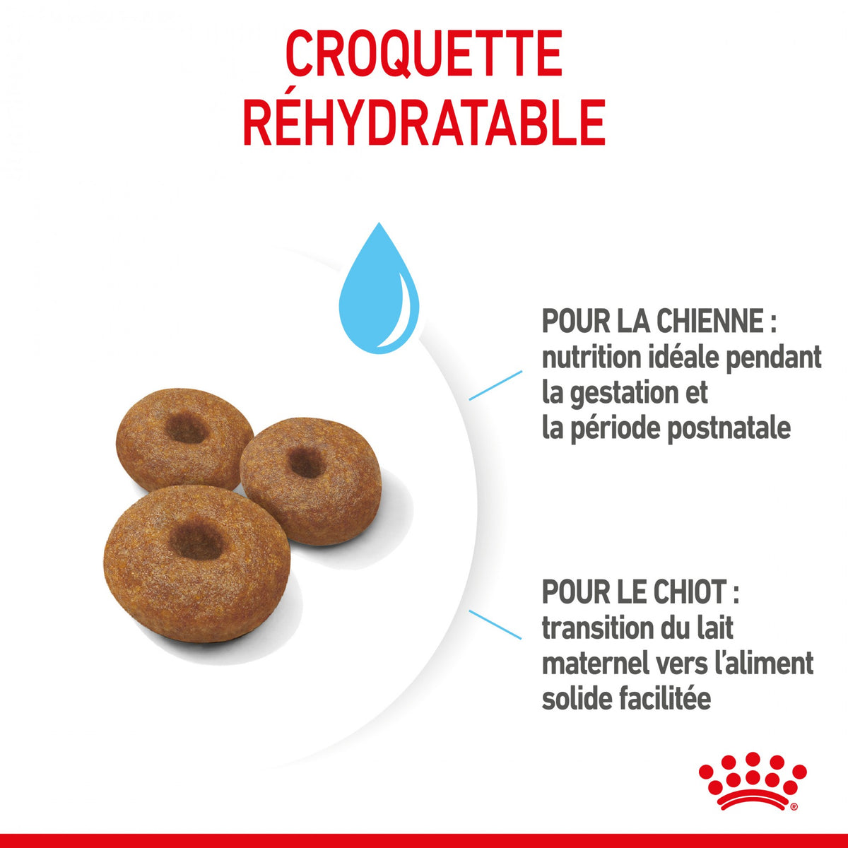 ROYAL CANIN Starter Maxi Mother &amp; Babydog - Croquettes pour chiot