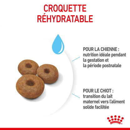 ROYAL CANIN Starter Maxi Mother &amp; Babydog - Croquettes pour chiot