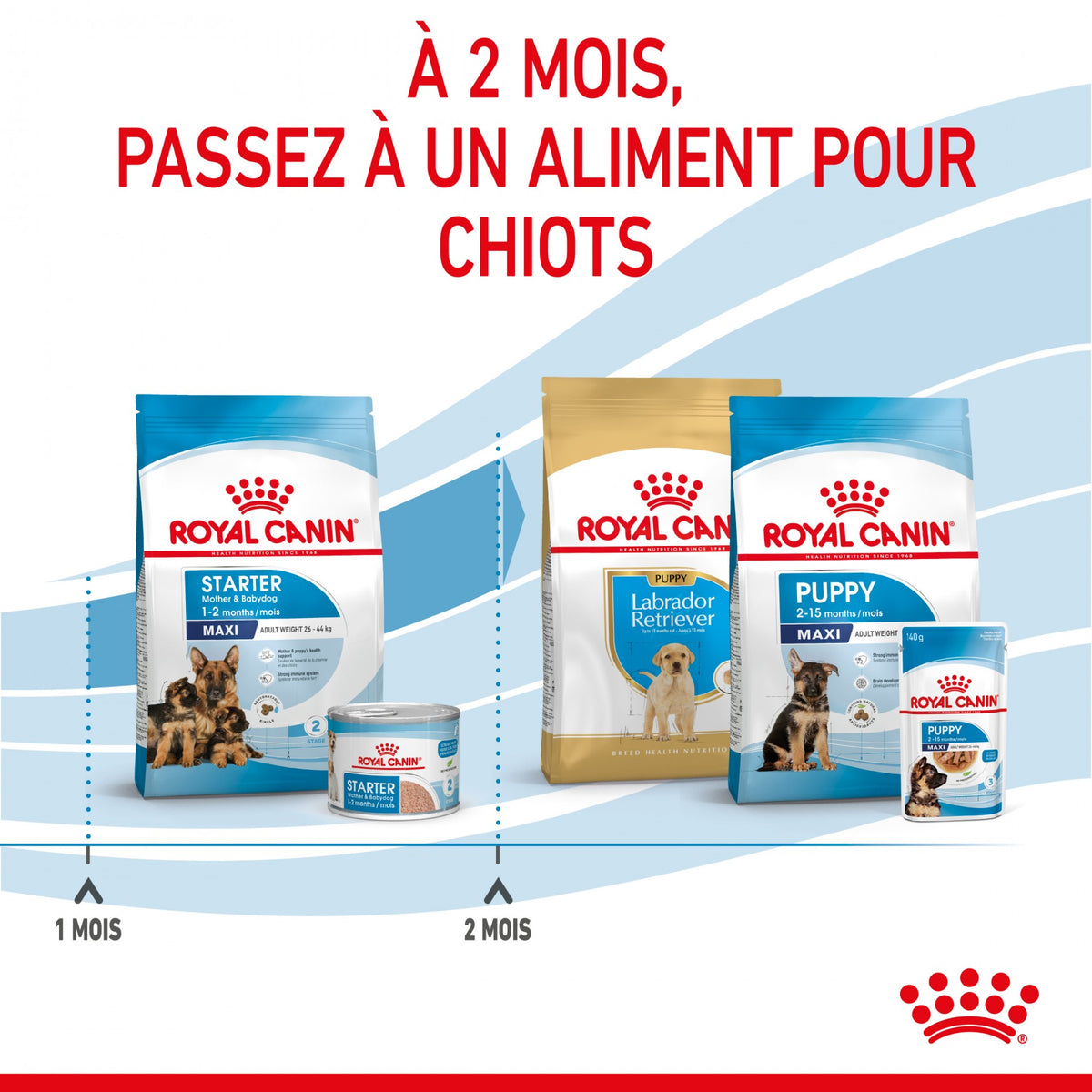 ROYAL CANIN Starter Maxi Mother &amp; Babydog - Croquettes pour chiot
