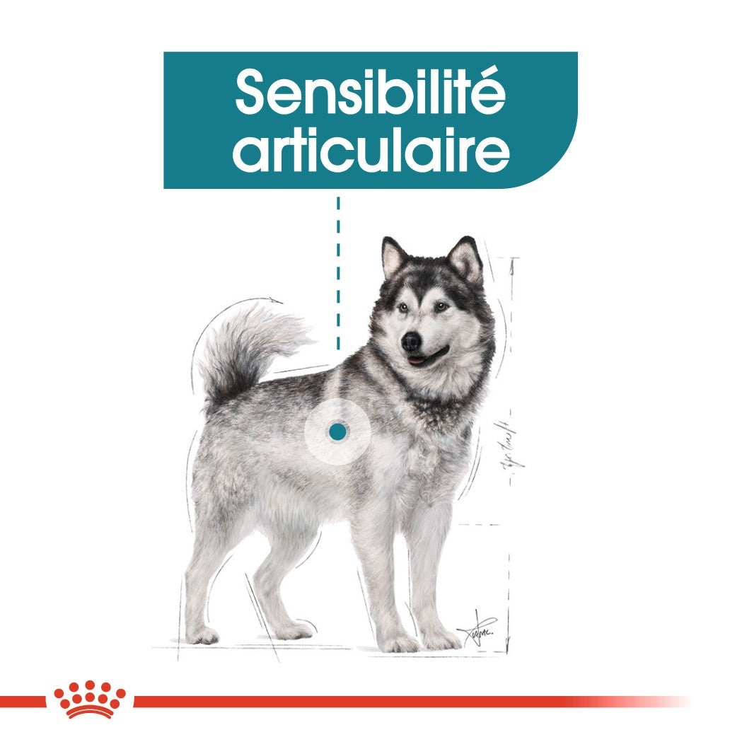 Royal Canin Maxi Joint Care - croquettes chien