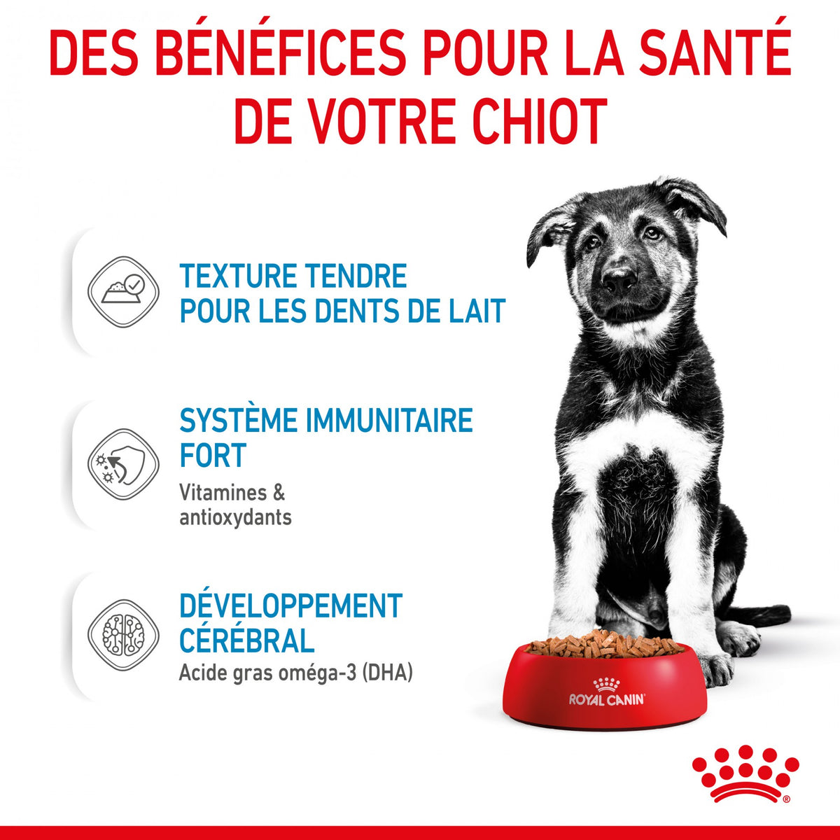 Royal Canin Maxi Puppy en sauce - pâtée chiot