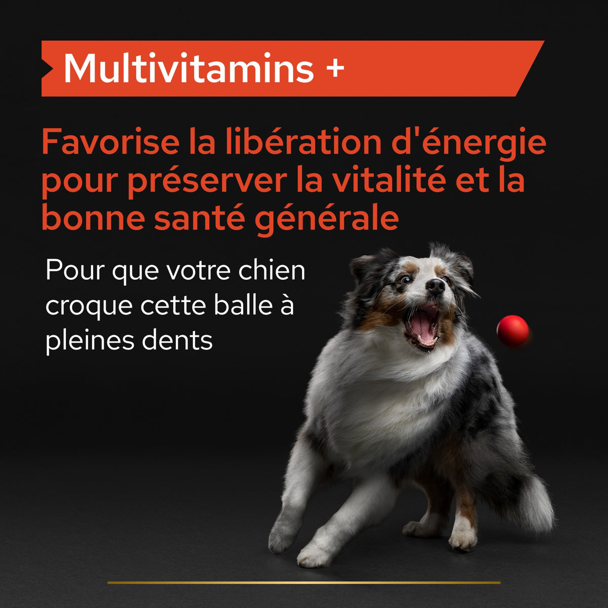 Pro Plan Multi Vitamins+ en comprimés chien
