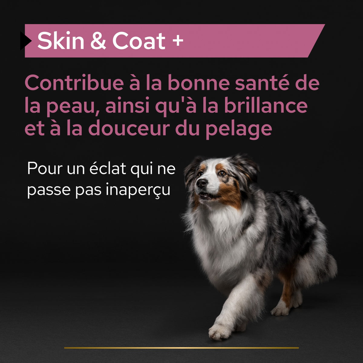 Pro Plan® Skin &amp; Coat+ en huile chien