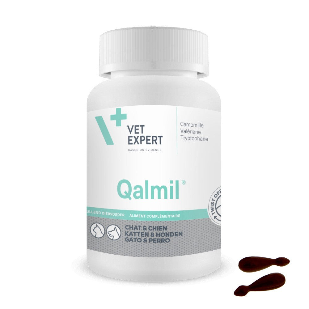 Qalmil chat, chien