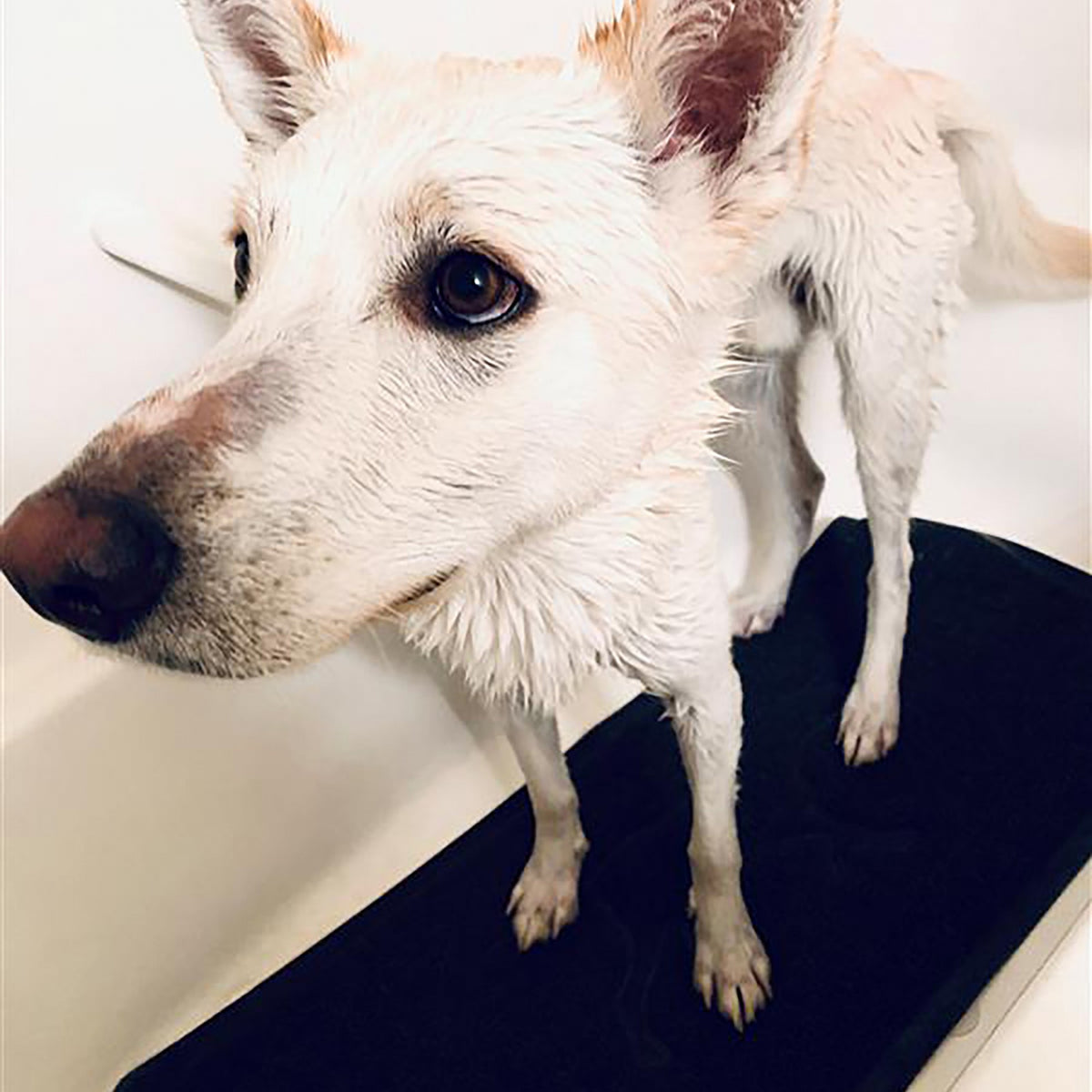 Tapis de bain chien