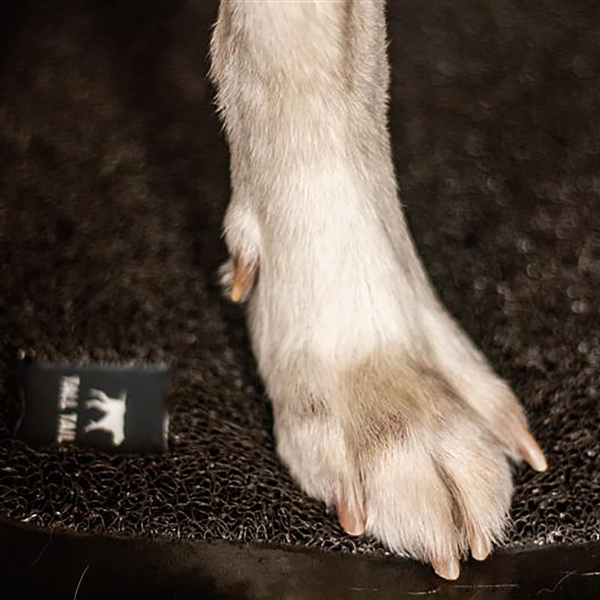 Tapis de bain chien
