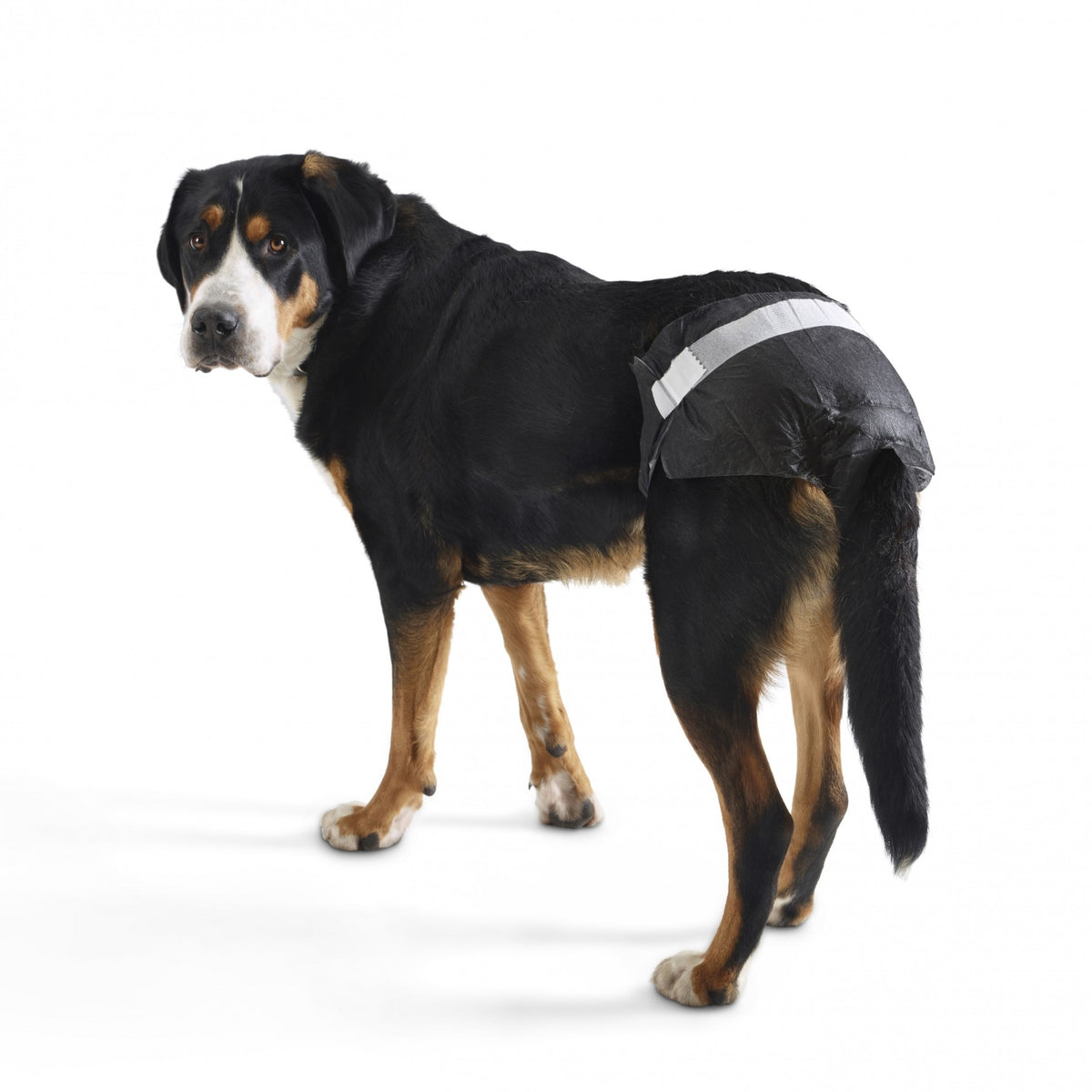 Couches culottes Comfort chien, chiot